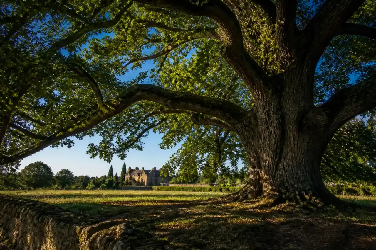 Grand chêne centenaire dans un jardin paysager brumeux au lever du soleil